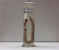 藏品(寬尾鶴鱵)的圖片